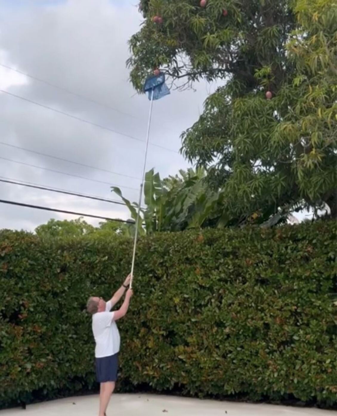 Mango from brother Blatnik