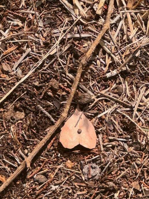 marietta-chrousala-cape-town-9