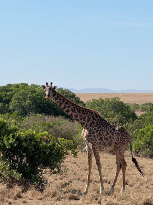 ioanna-touni-safari-kenya-okt-2026-11